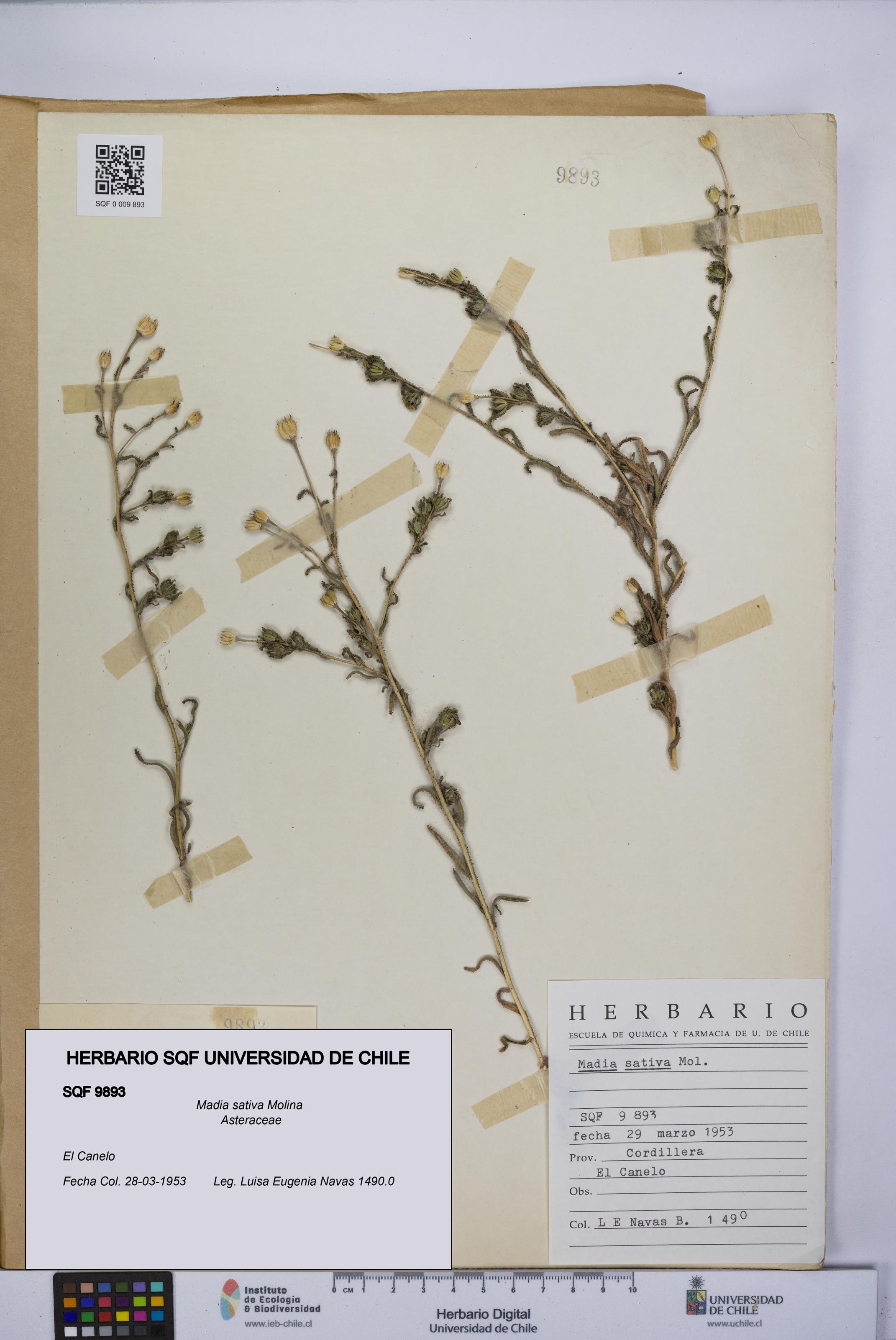 Madia sativa [Espécimen: UCH:SQF:0009893]