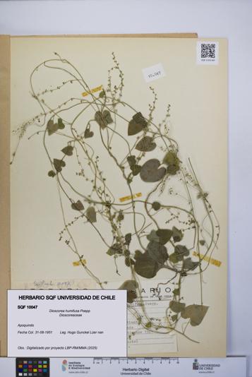 Dioscorea humifusa [Espécimen: UCH:SQF:0010047]