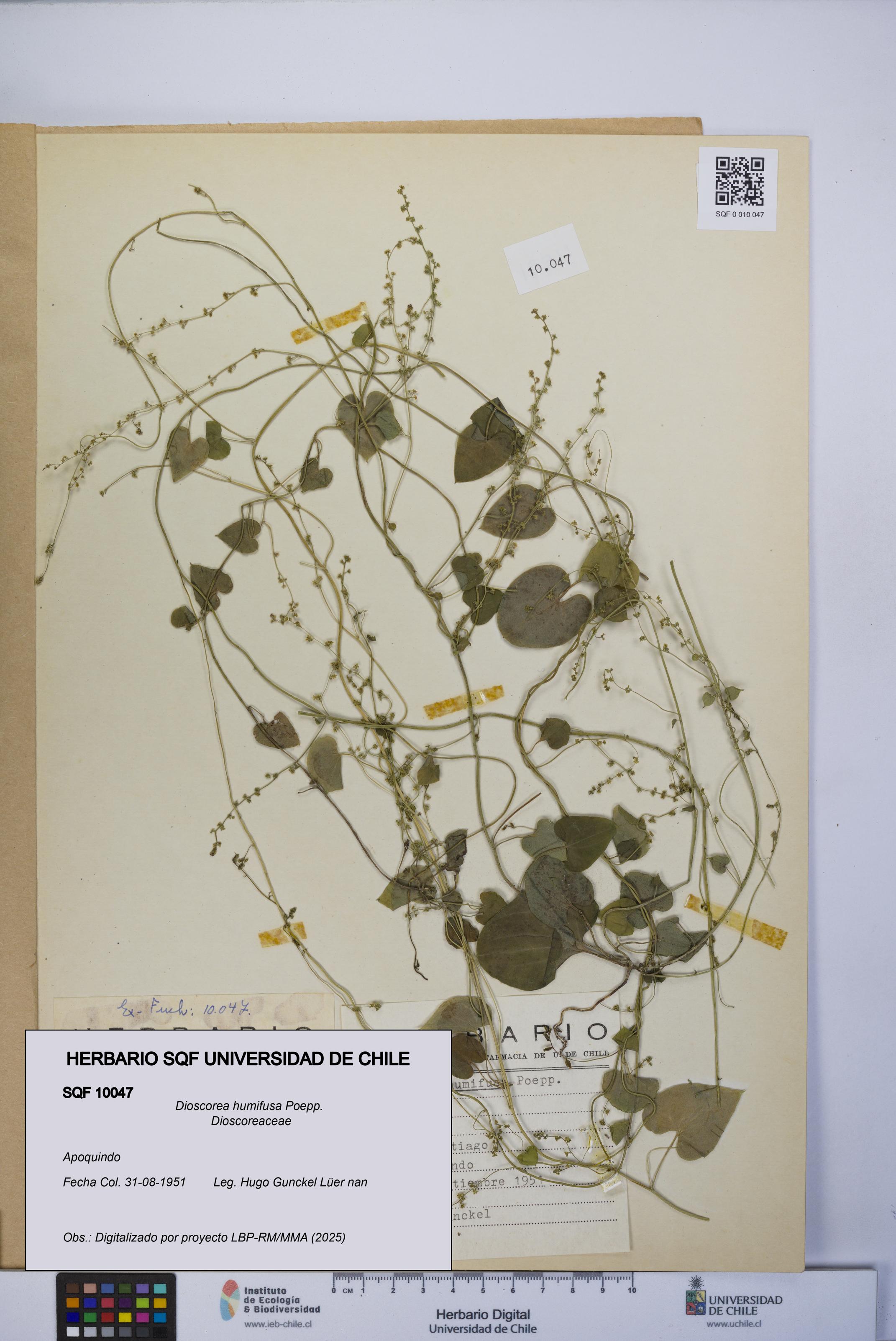 Dioscorea humifusa [Espécimen: UCH:SQF:0010047]