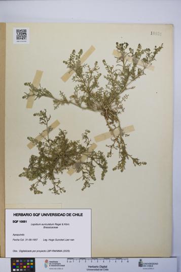Lepidium auriculatum [Espécimen: UCH:SQF:0010051]