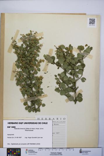 Retanilla trinervia [Espécimen: UCH:SQF:0010053]