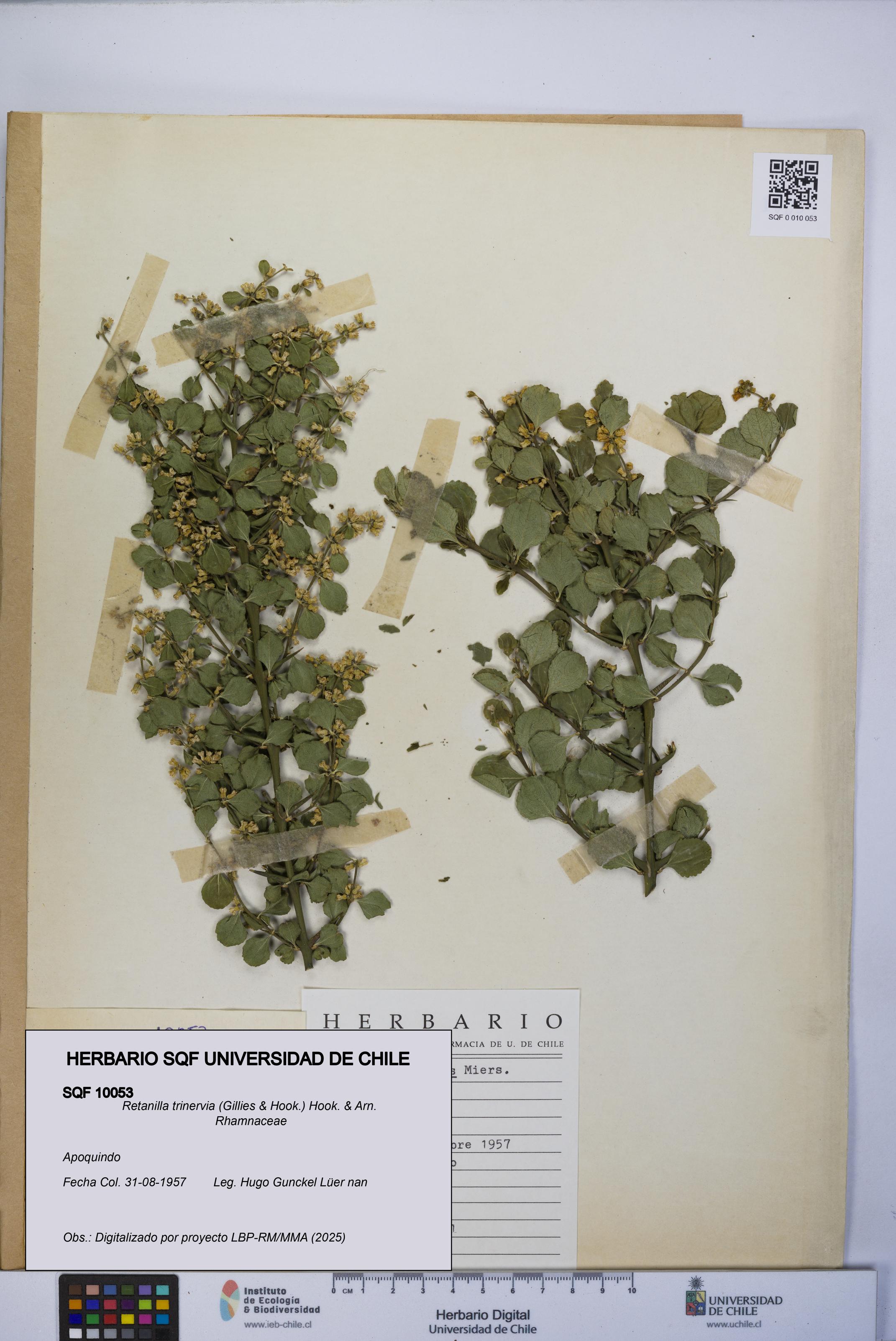 Retanilla trinervia [Espécimen: UCH:SQF:0010053]