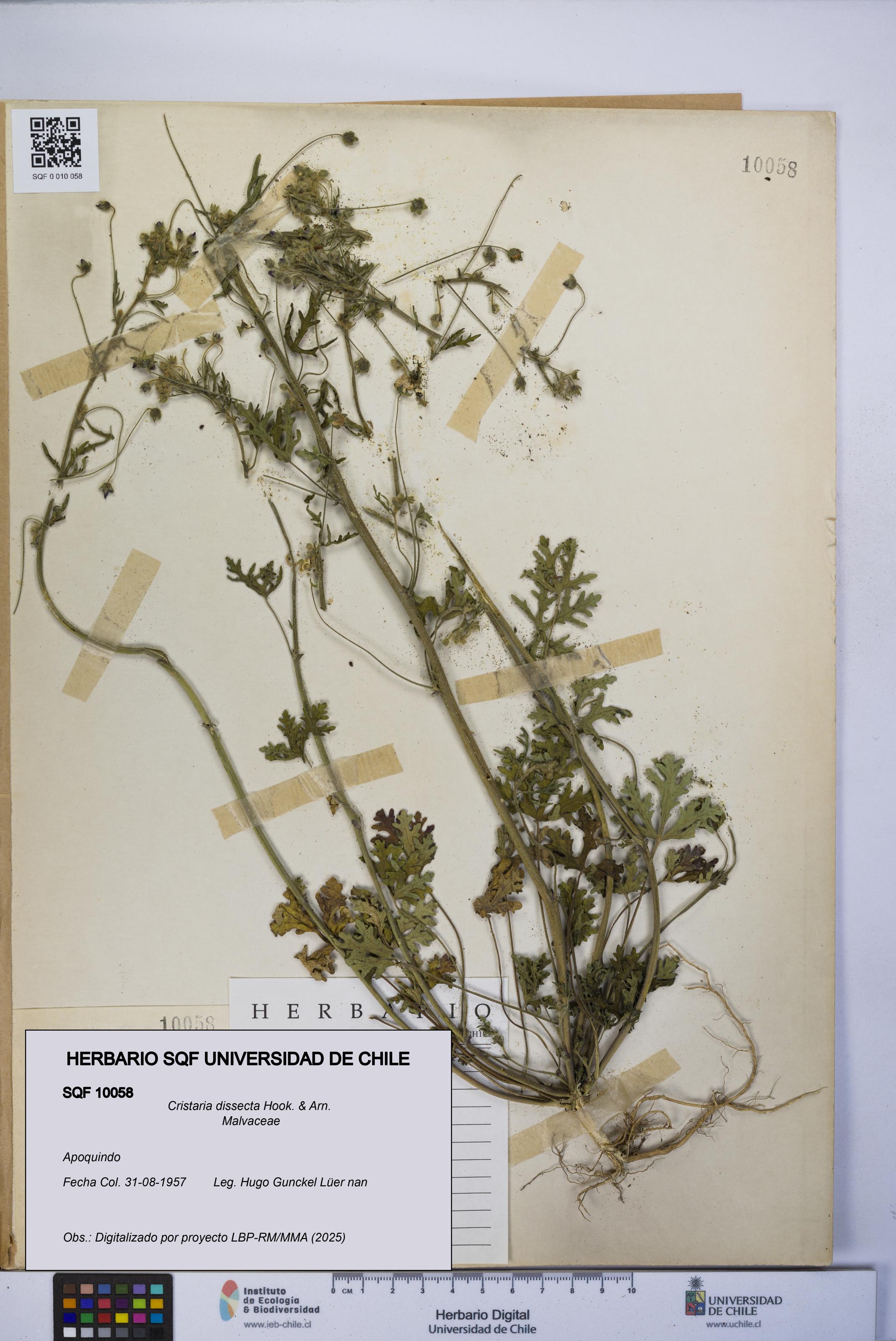 Cristaria dissecta [Espécimen: UCH:SQF:0010058]