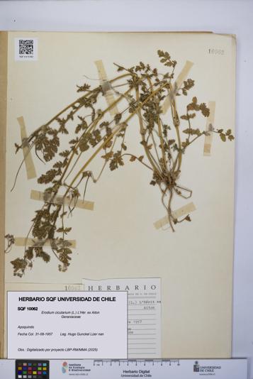 Erodium cicutarium [Espécimen: UCH:SQF:0010062]