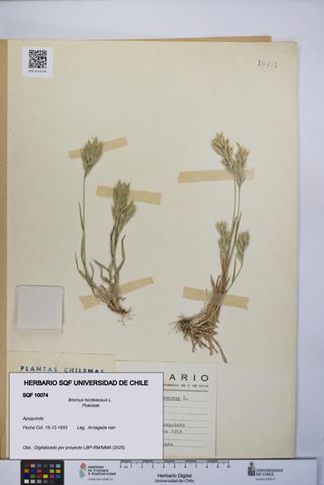 Bromus hordeaceus [Espécimen: UCH:SQF:0010074]