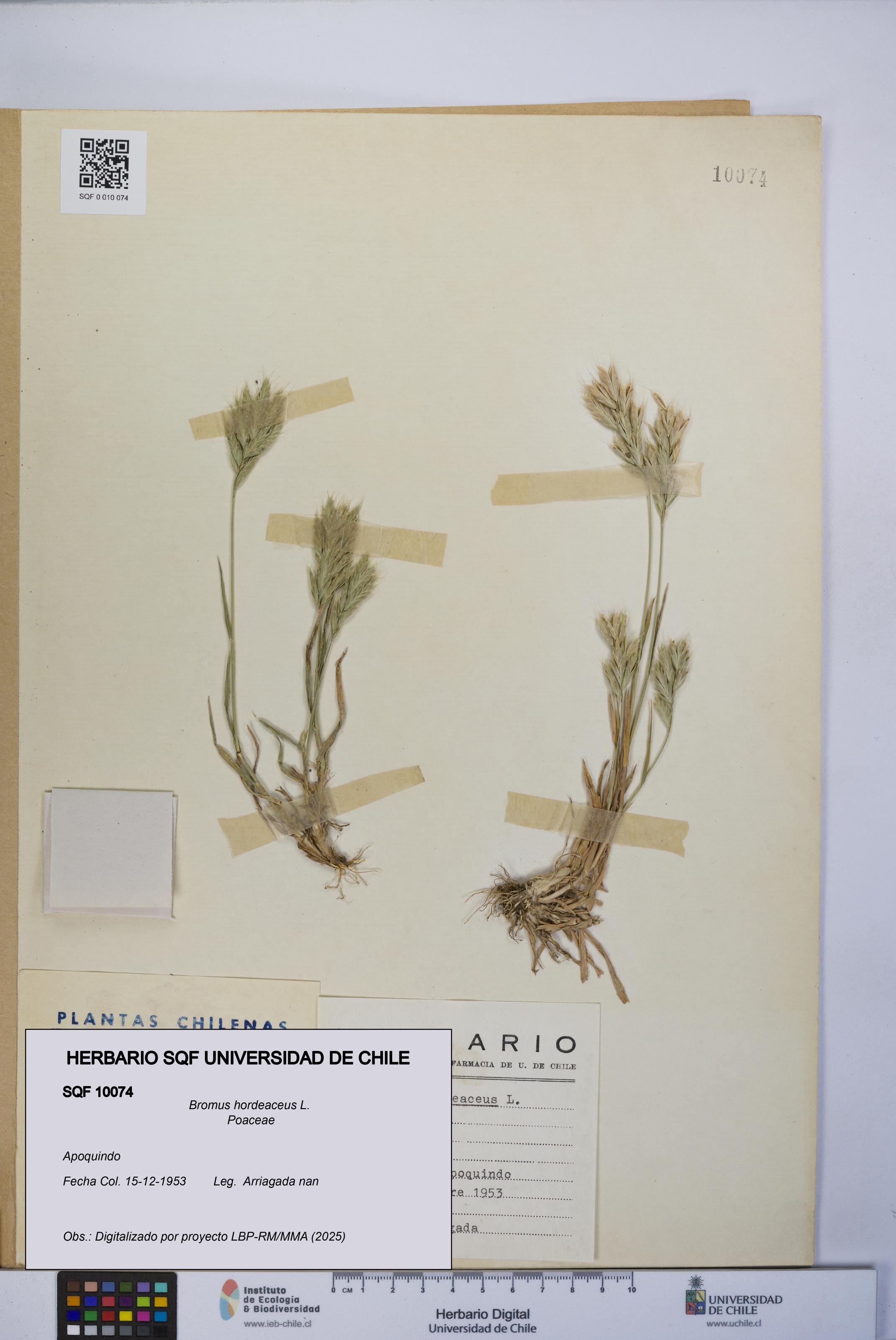 Bromus hordeaceus [Espécimen: UCH:SQF:0010074]