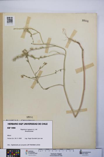 Rapistrum rugosum [Espécimen: UCH:SQF:0010094]