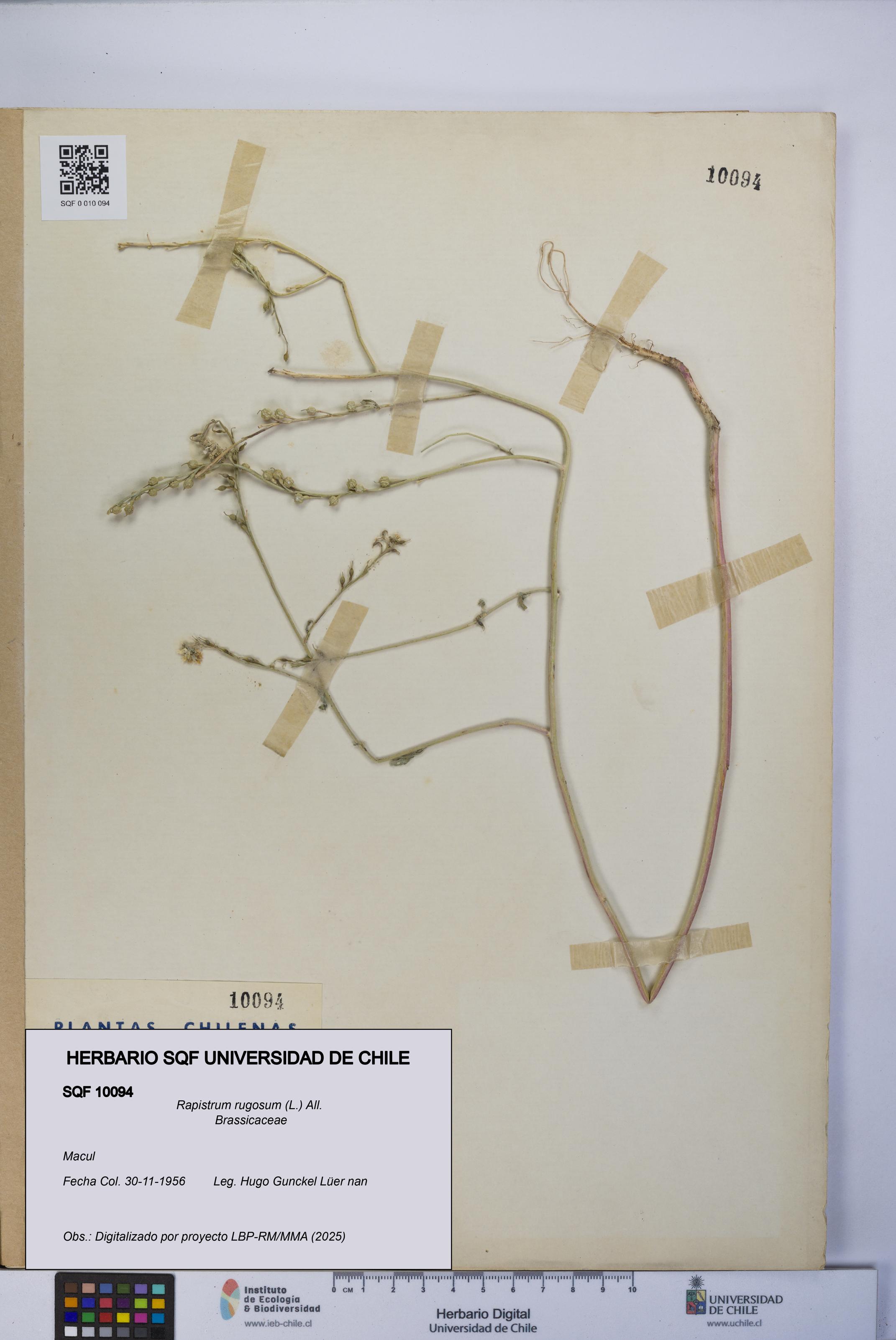 Rapistrum rugosum [Espécimen: UCH:SQF:0010094]