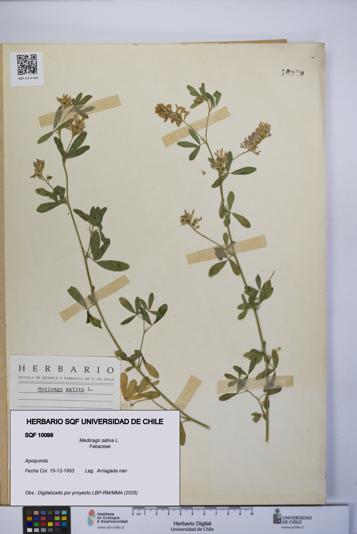 Medicago sativa [Espécimen: UCH:SQF:0010099]