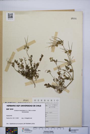 Erodium moschatum [Espécimen: UCH:SQF:0010101]