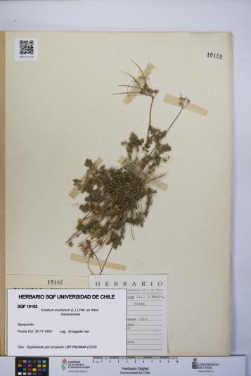 Erodium cicutarium [Espécimen: UCH:SQF:0010102]