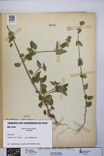 Stachys macraei [Espécimen: UCH:SQF:0010108]