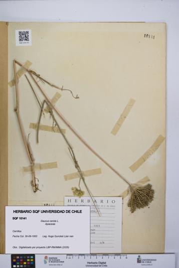 Daucus carota [Espécimen: UCH:SQF:0010141]