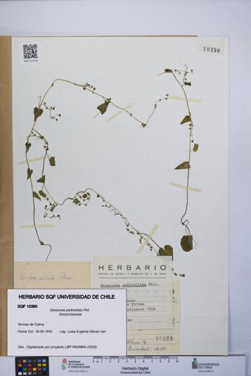 Dioscorea pedicellata [Espécimen: UCH:SQF:0010390]