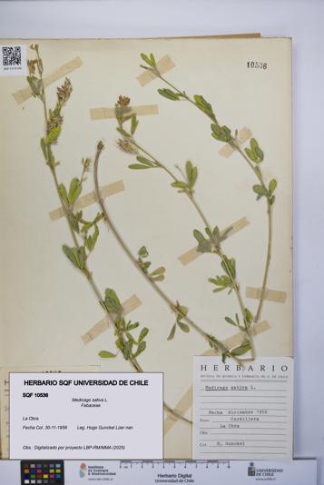 Medicago sativa [Espécimen: UCH:SQF:0010536]