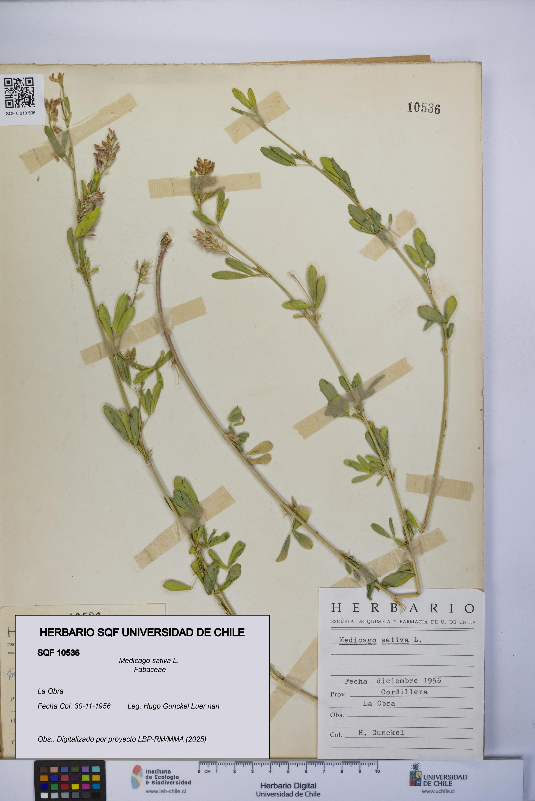 Medicago sativa [Espécimen: UCH:SQF:0010536]
