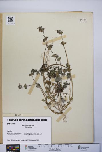Lamium amplexicaule [Espécimen: UCH:SQF:0010568]