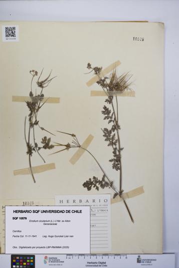 Erodium cicutarium [Espécimen: UCH:SQF:0010578]