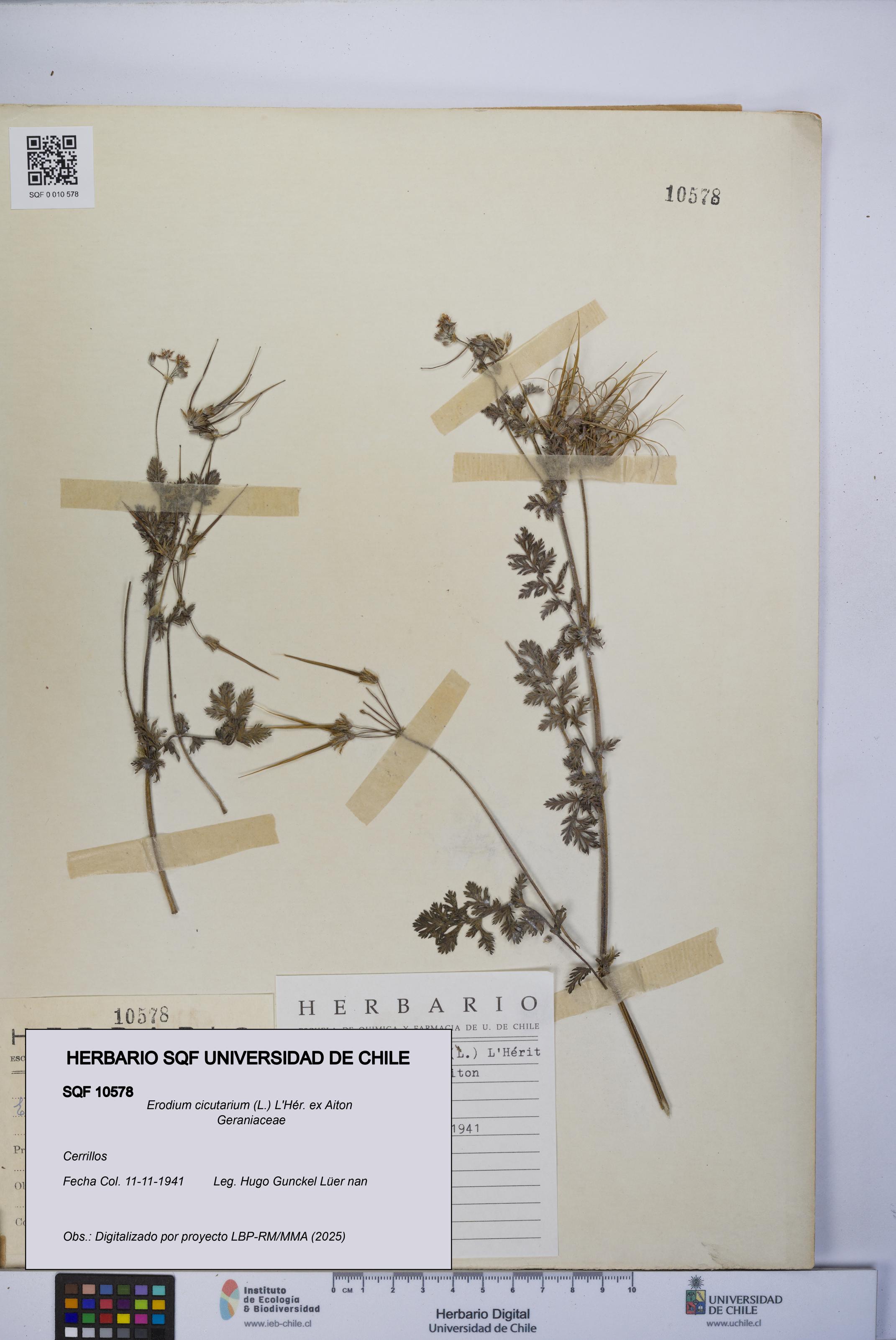 Erodium cicutarium [Espécimen: UCH:SQF:0010578]