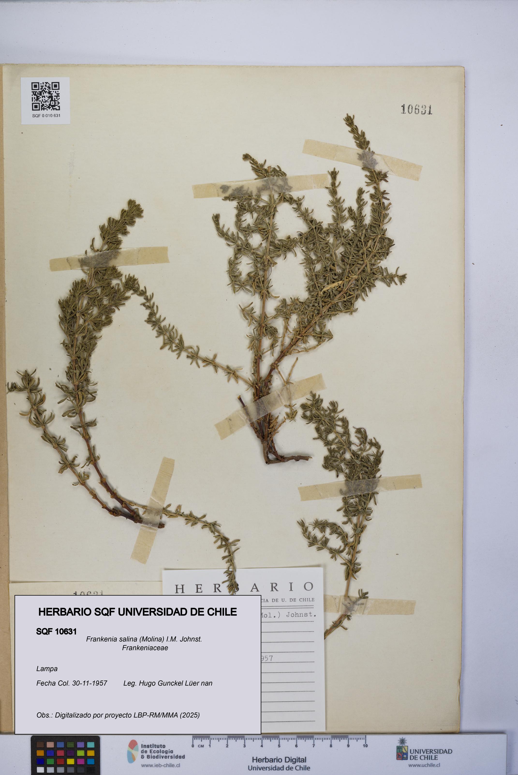 Frankenia salina [Espécimen: UCH:SQF:0010631]