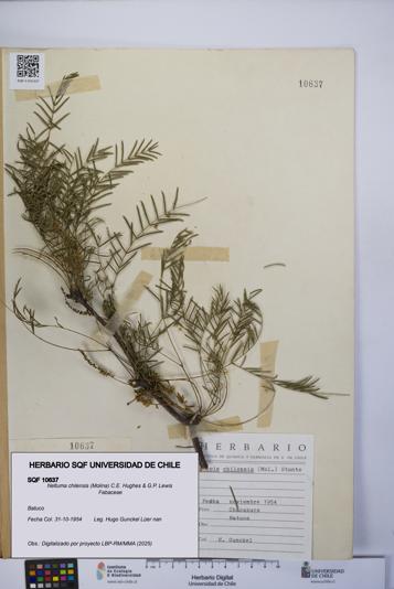 Neltuma chilensis [Espécimen: UCH:SQF:0010637]