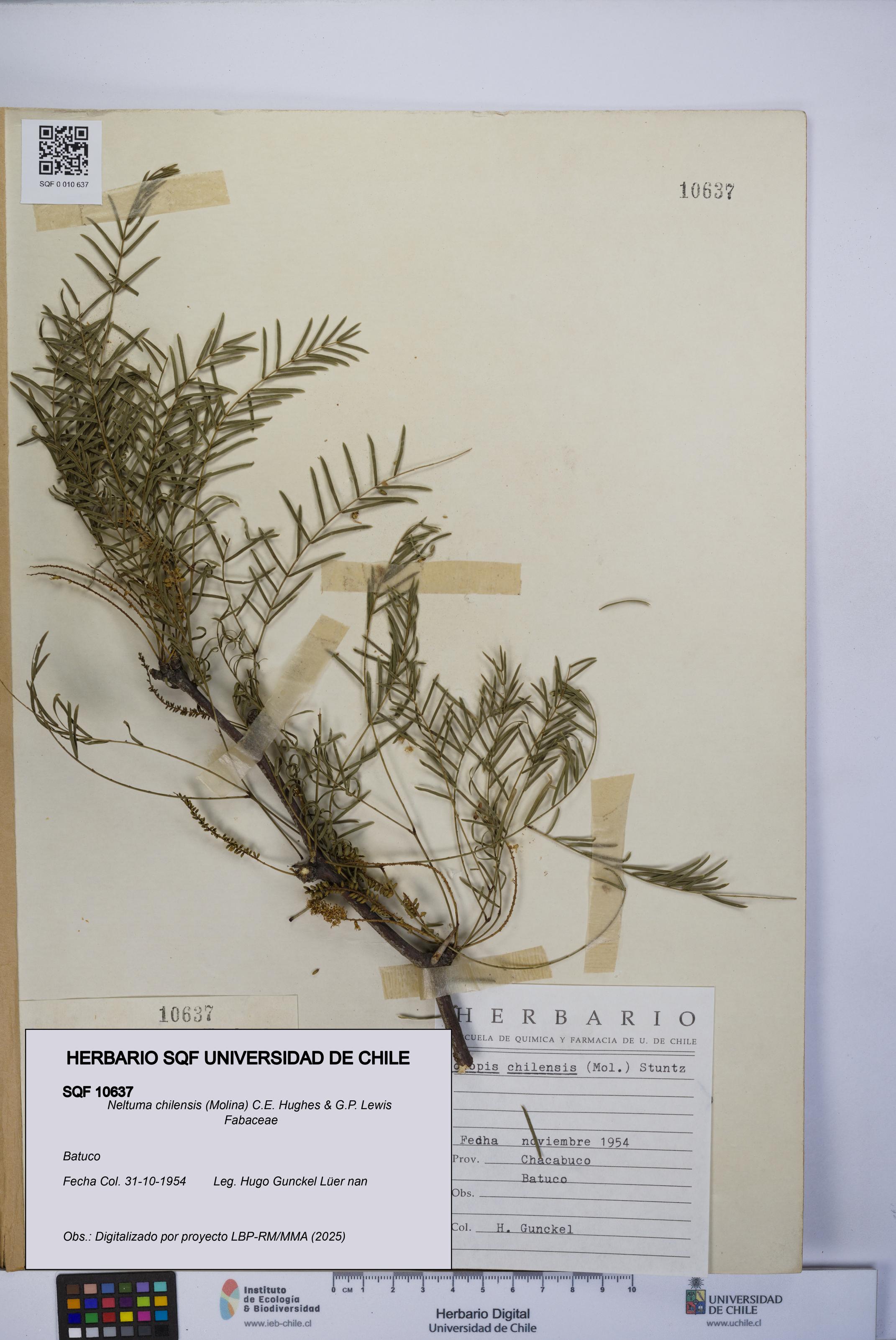 Neltuma chilensis [Espécimen: UCH:SQF:0010637]