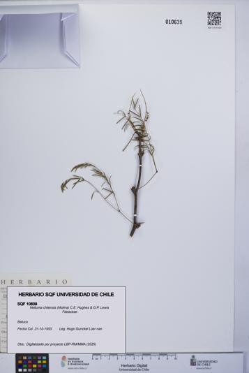 Neltuma chilensis [Espécimen: UCH:SQF:0010639]