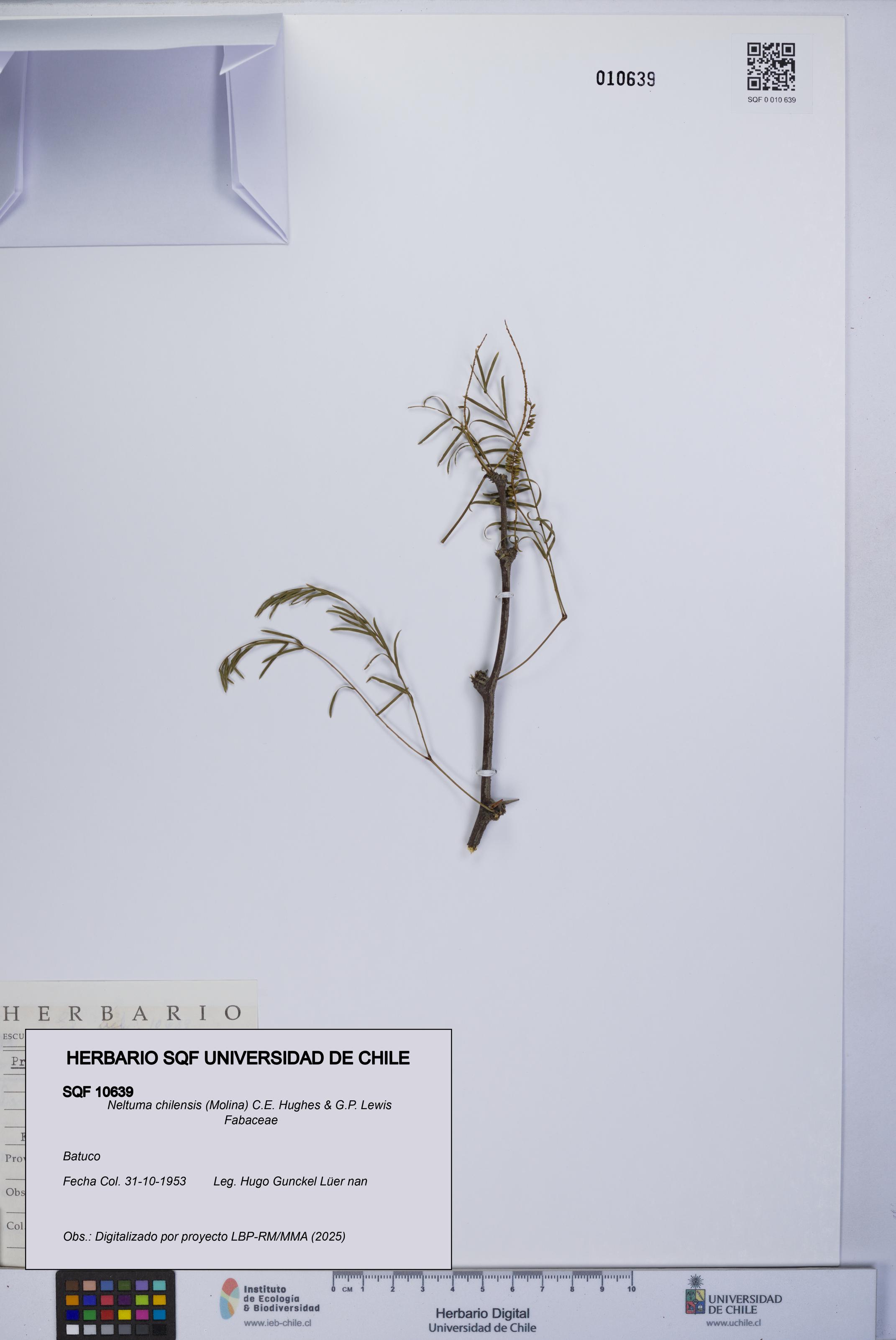 Neltuma chilensis [Espécimen: UCH:SQF:0010639]