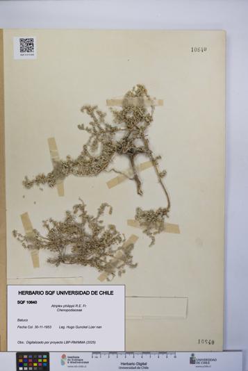 Atriplex philippii [Espécimen: UCH:SQF:0010640]