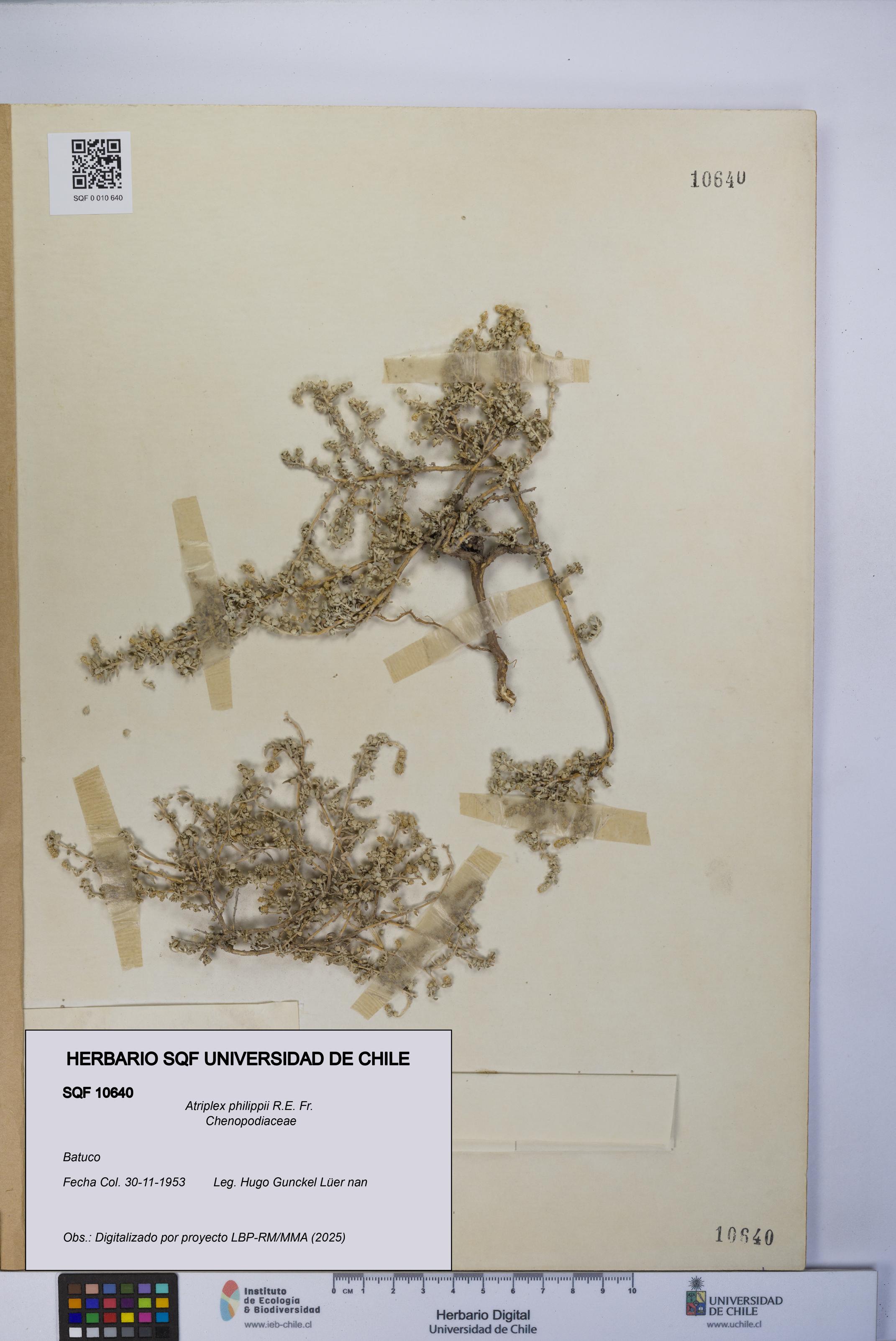 Atriplex philippii [Espécimen: UCH:SQF:0010640]
