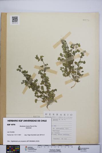 Bowlesia incana [Espécimen: UCH:SQF:0010770]