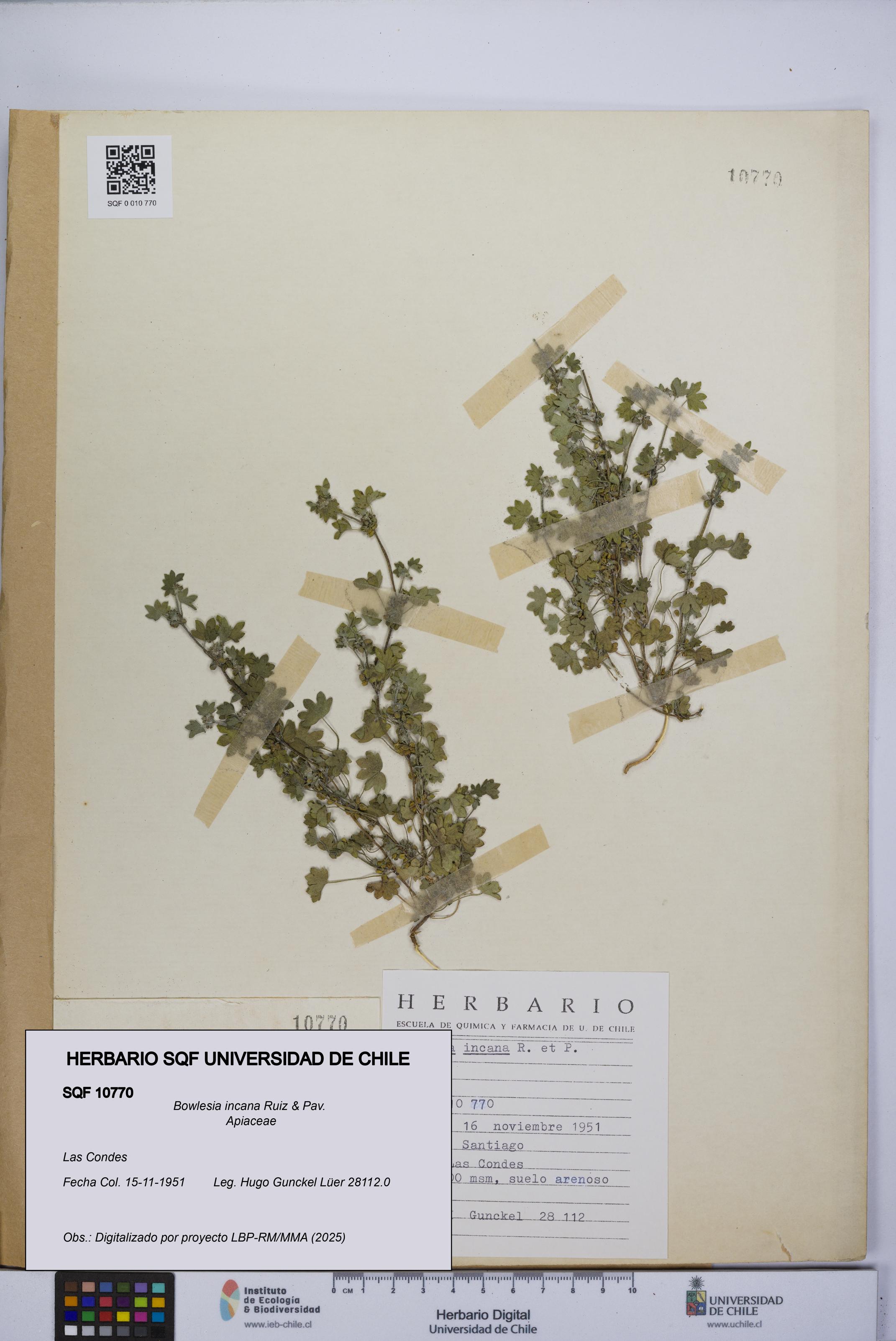 Bowlesia incana [Espécimen: UCH:SQF:0010770]