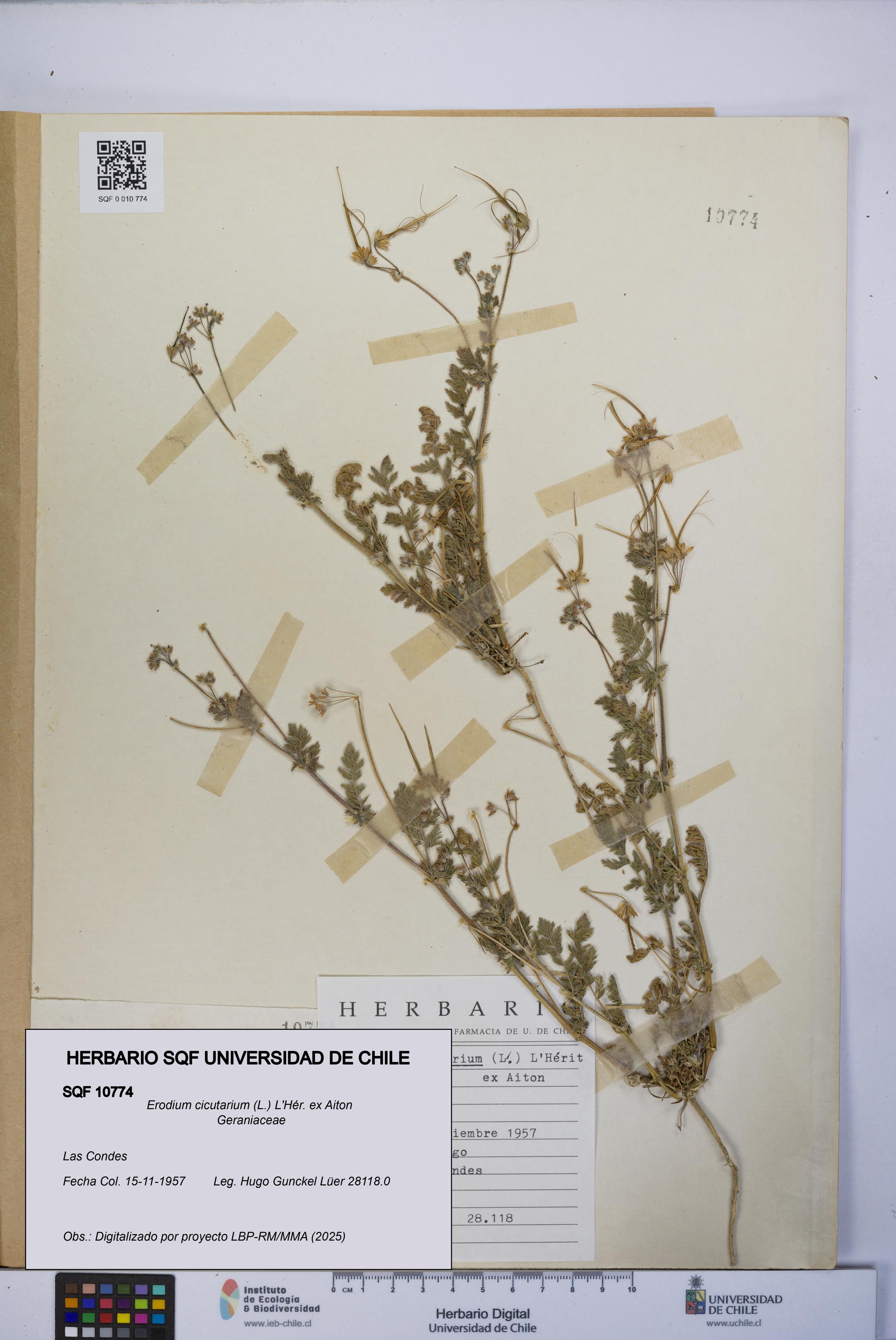 Erodium cicutarium [Espécimen: UCH:SQF:0010774]