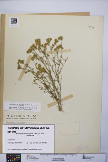 Montiopsis capitata [Espécimen: UCH:SQF:0010778]