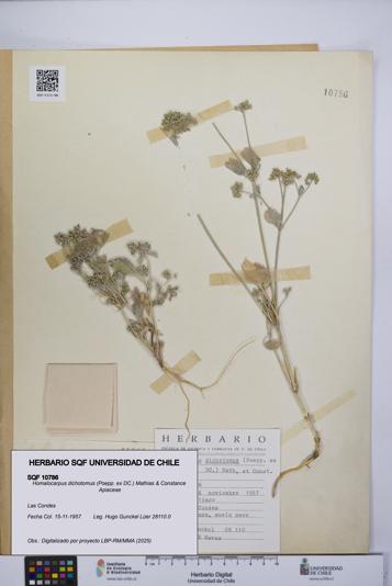 Homalocarpus dichotomus [Espécimen: UCH:SQF:0010786]