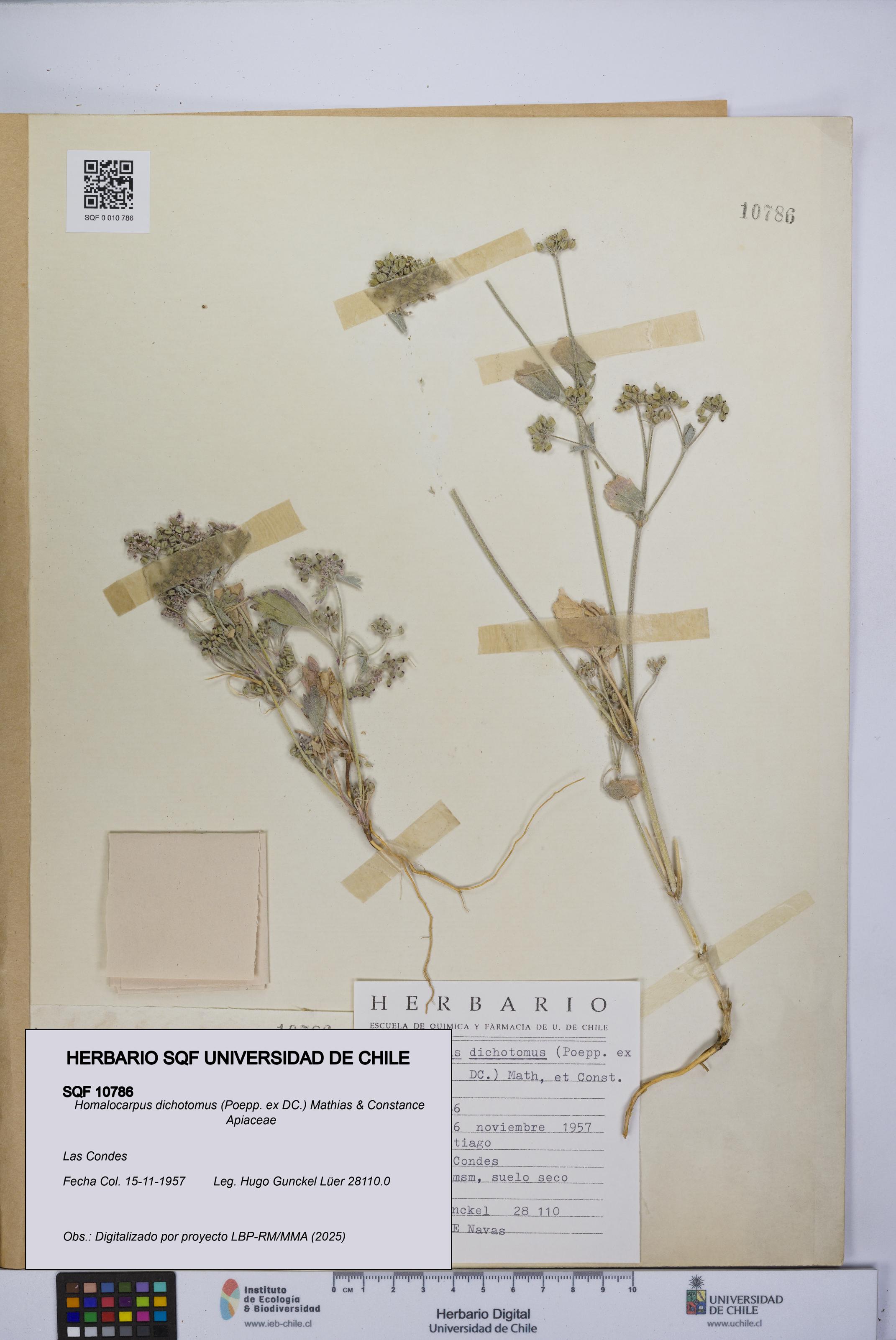 Homalocarpus dichotomus [Espécimen: UCH:SQF:0010786]