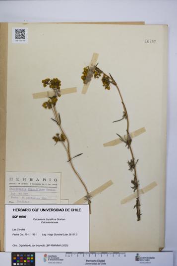 Calceolaria thyrsiflora [Espécimen: UCH:SQF:0010787]