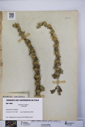 Marrubium vulgare [Espécimen: UCH:SQF:0010887]
