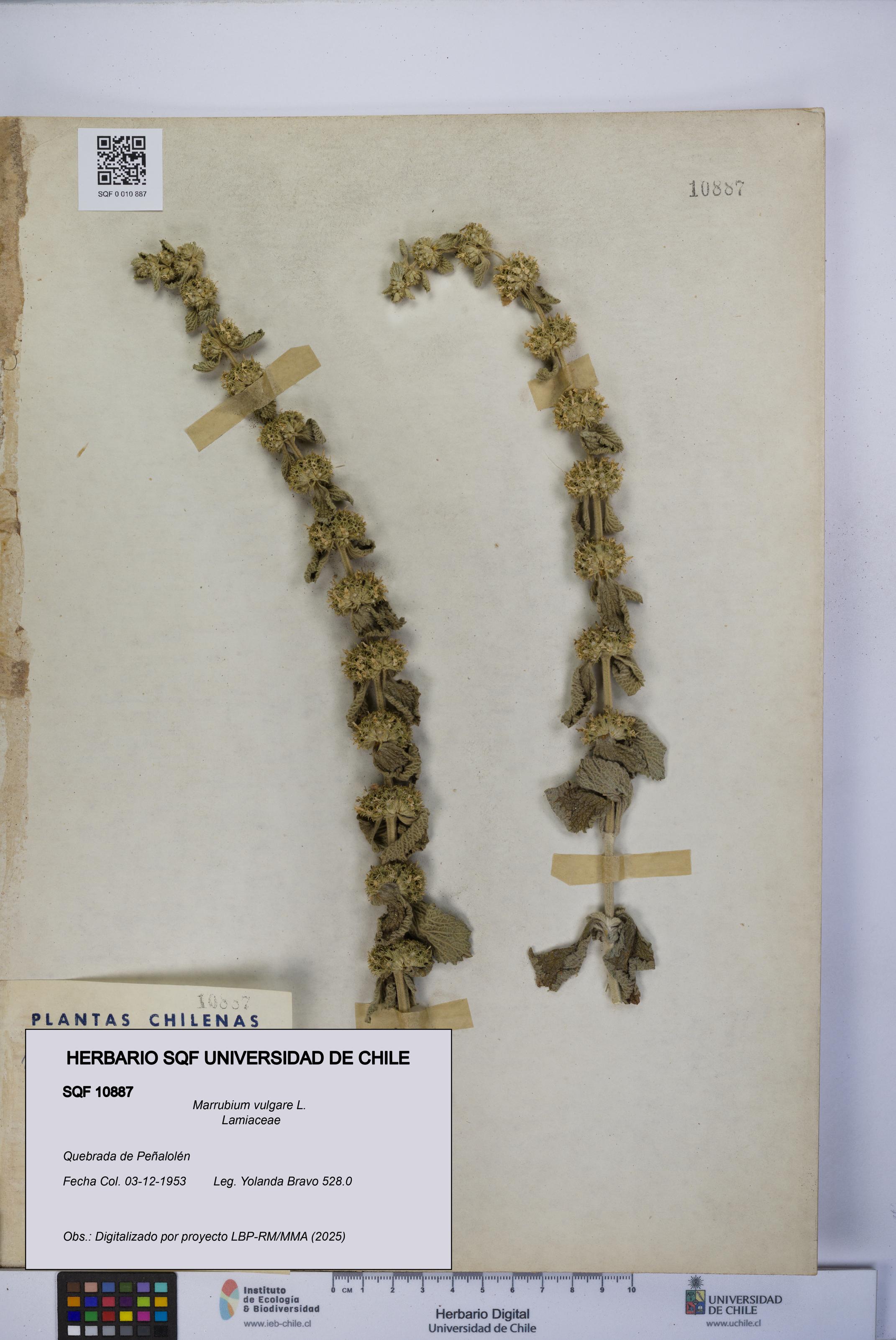 Marrubium vulgare [Espécimen: UCH:SQF:0010887]