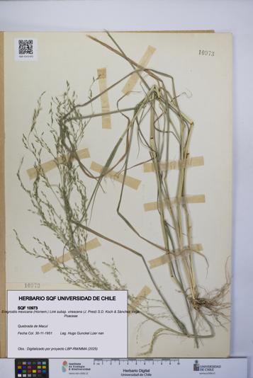 Eragrostis mexicana subsp. virescens [Espécimen: UCH:SQF:0010973]