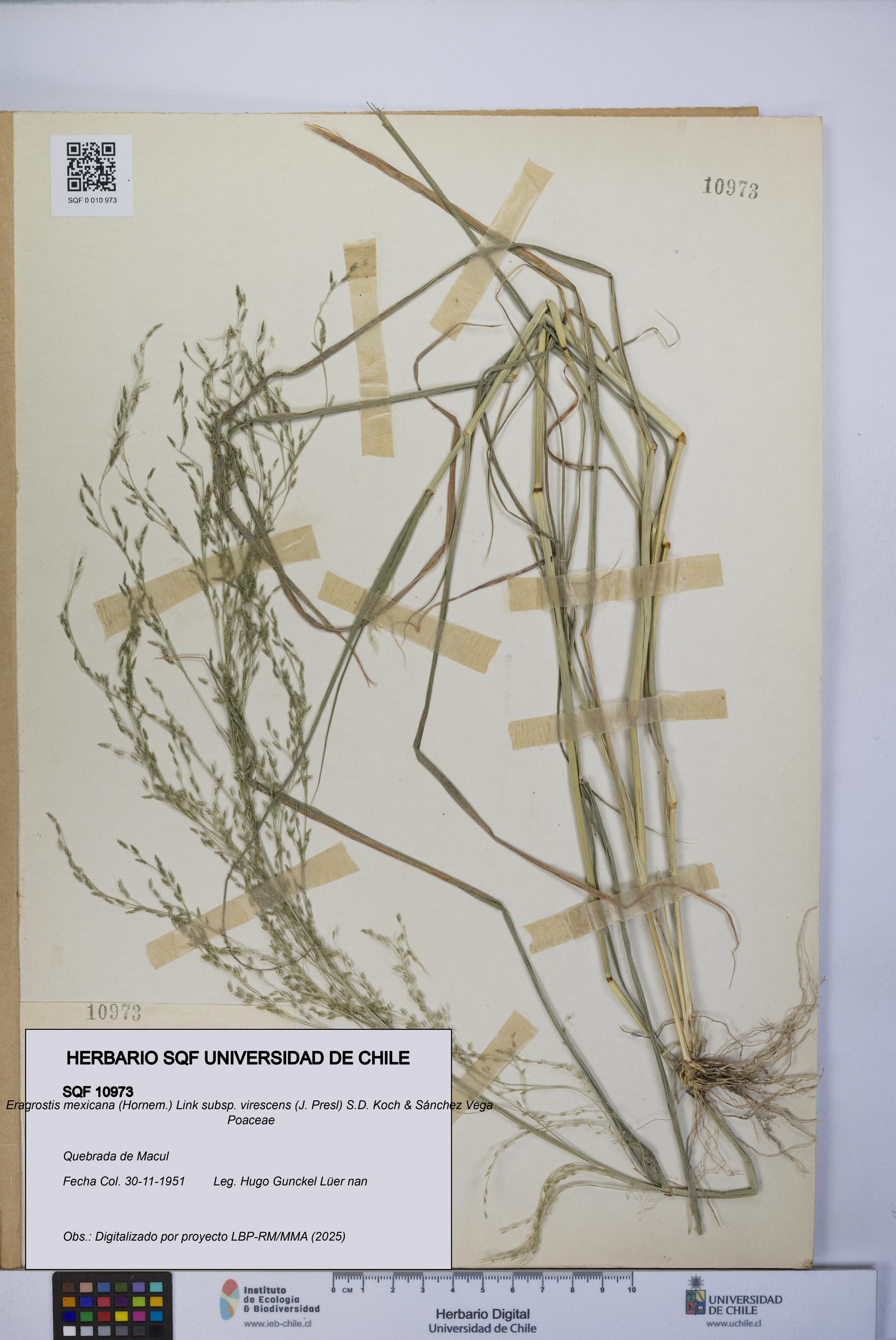 Eragrostis mexicana subsp. virescens [Espécimen: UCH:SQF:0010973]