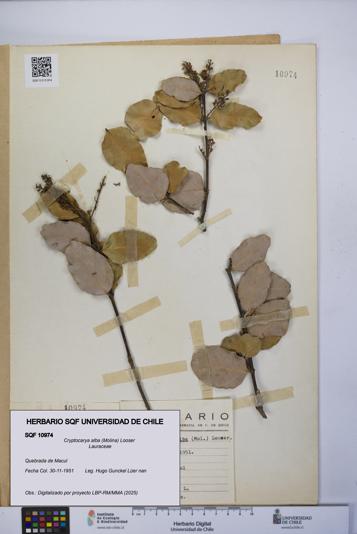 Cryptocarya alba [Espécimen: UCH:SQF:0010974]