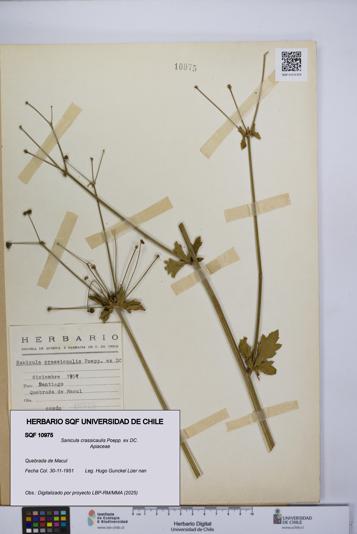 Sanicula crassicaulis [Espécimen: UCH:SQF:0010975]