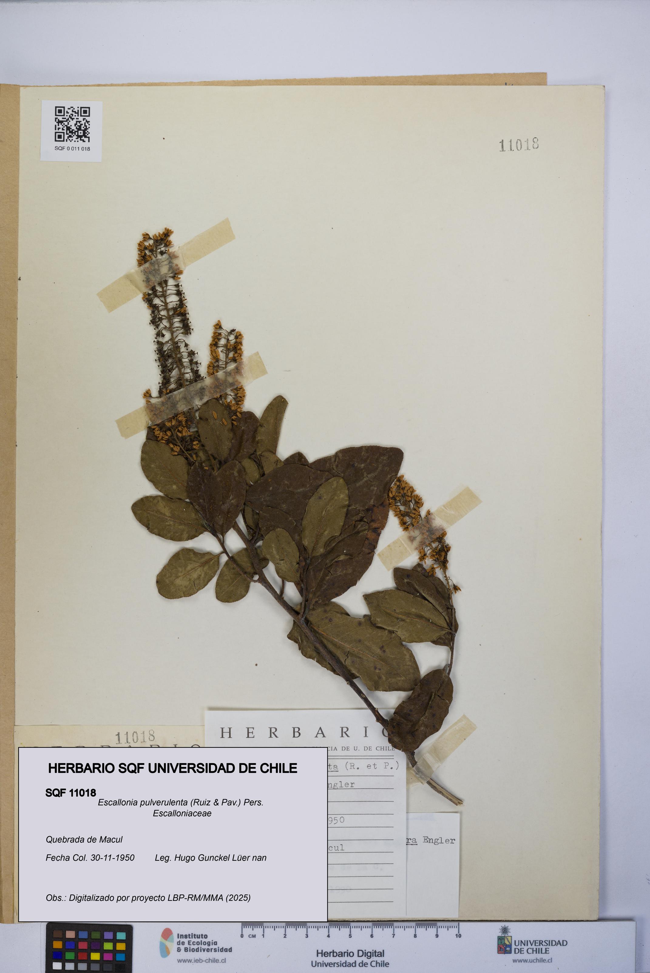 Escallonia pulverulenta [Espécimen: UCH:SQF:0011018]