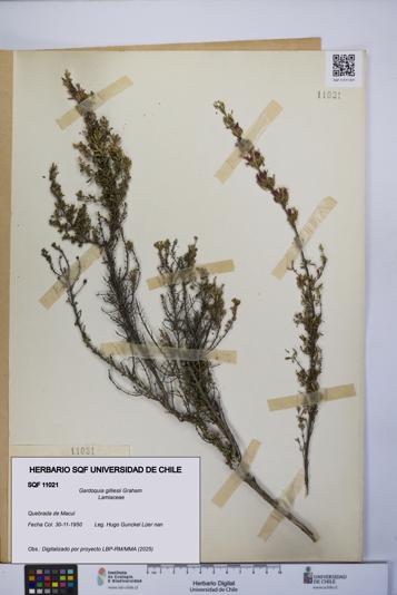 Gardoquia gilliesii [Espécimen: UCH:SQF:0011021]