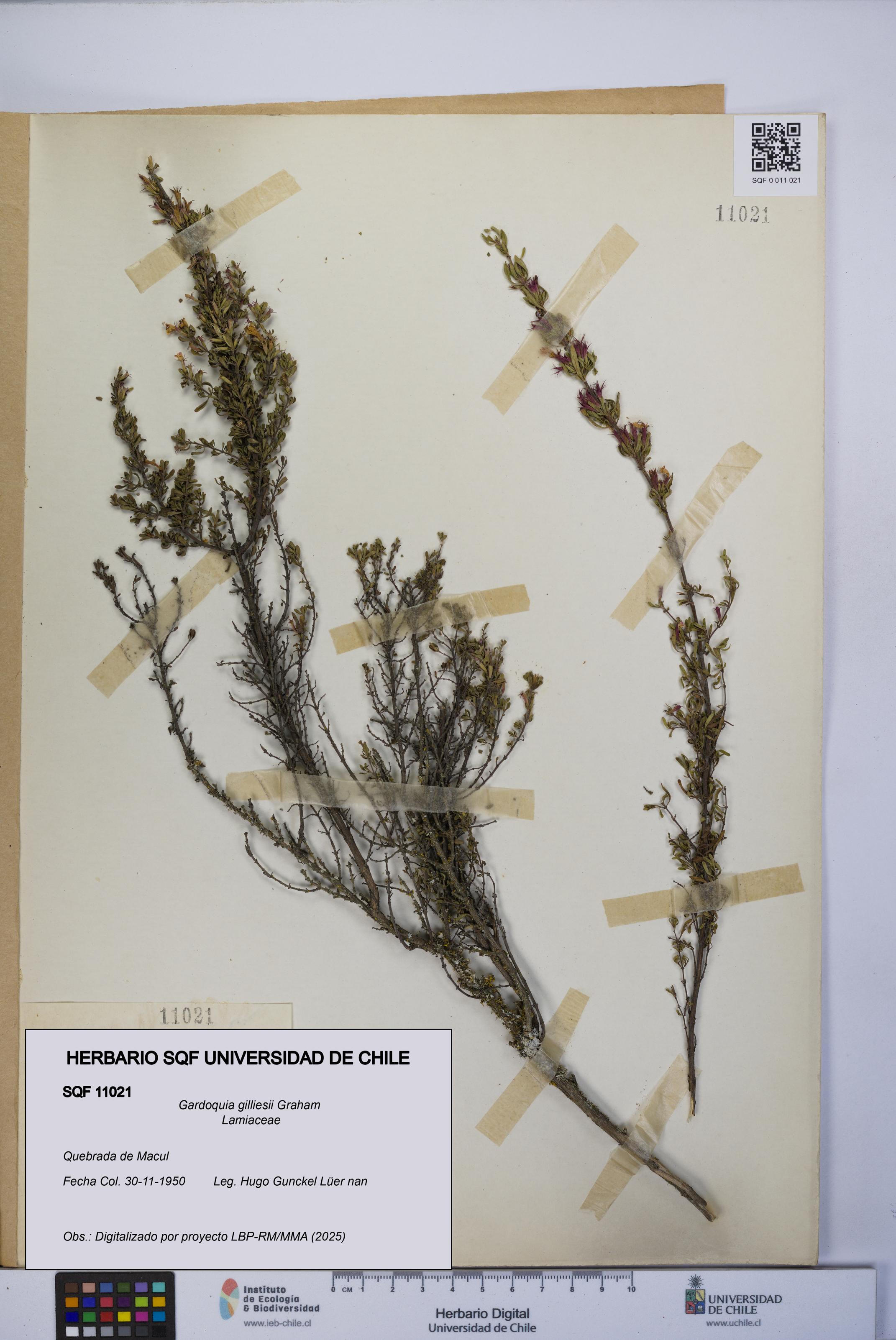 Gardoquia gilliesii [Espécimen: UCH:SQF:0011021]