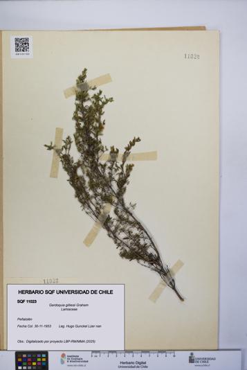 Gardoquia gilliesii [Espécimen: UCH:SQF:0011023]