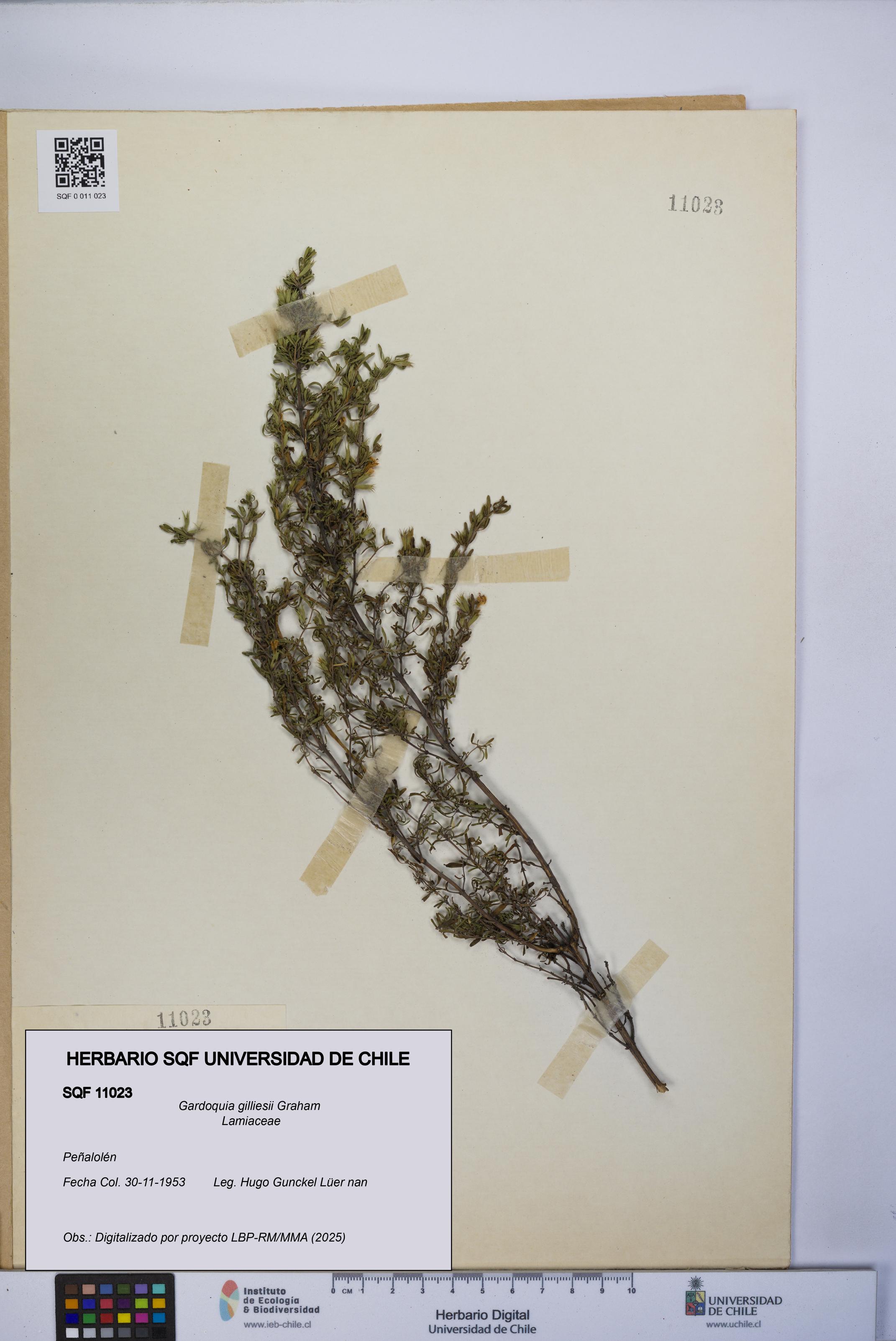 Gardoquia gilliesii [Espécimen: UCH:SQF:0011023]