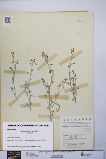 Adesmia tenella [Espécimen: UCH:SQF:0011025]