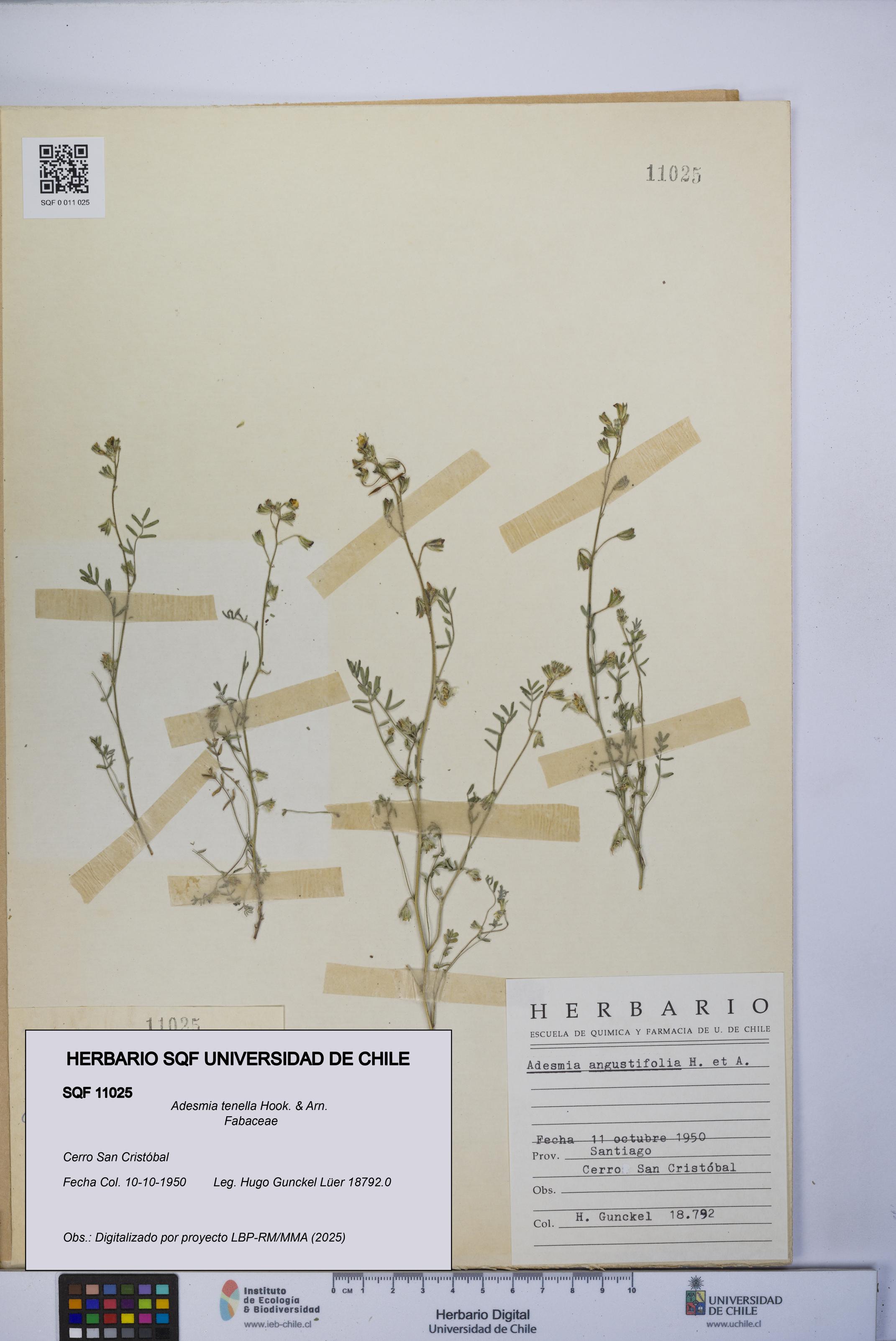 Adesmia tenella [Espécimen: UCH:SQF:0011025]